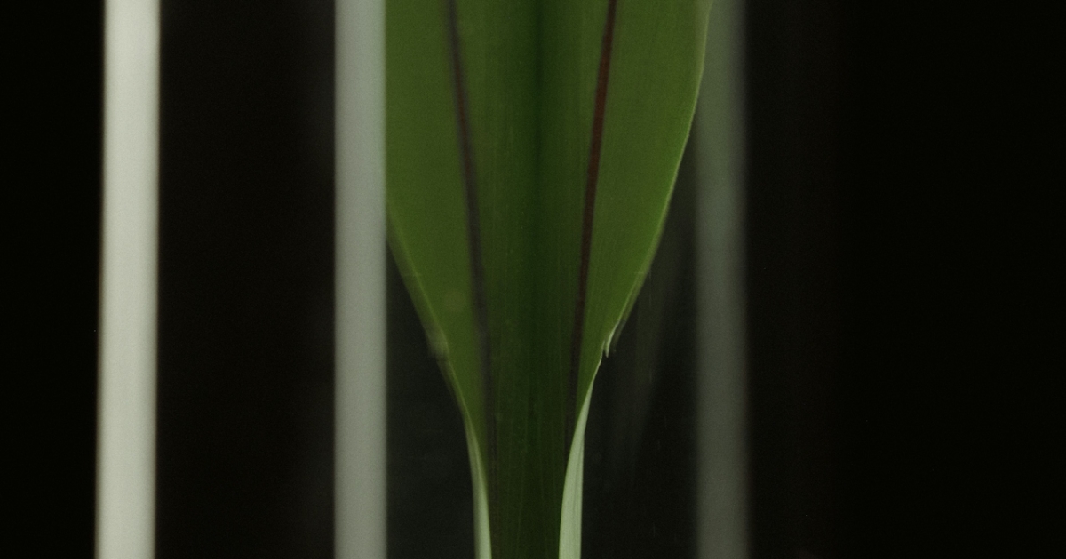 A minimalistic and artistic close-up of a green plant leaf encased within a transparent vertical structure. The symmetrical composition highlights the vibrant green of the leaf against a dark background, emphasizing its natural details and sleek presentation.