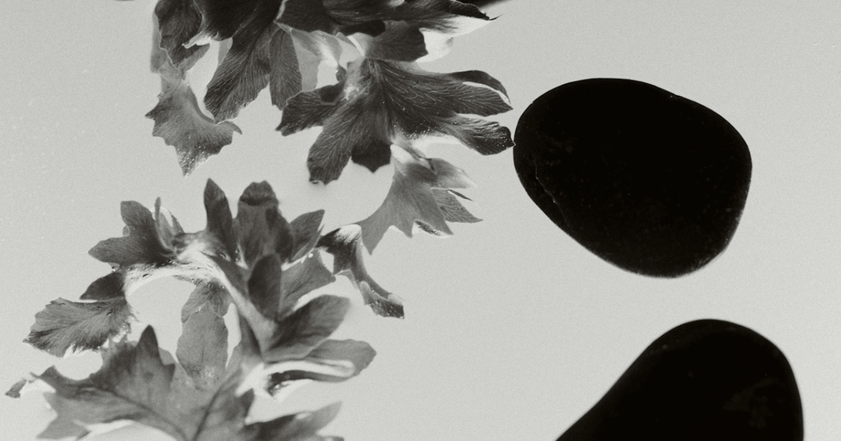 A monochromatic, artistic composition featuring delicate leaves and smooth black stones arranged on a light background. The contrast between the soft textures of the leaves and the polished surfaces of the stones creates a balanced, minimalist aesthetic that evokes calm and natural elegance.