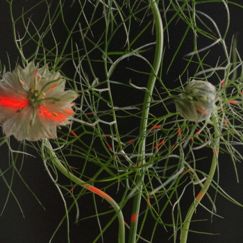 A close-up of delicate, wispy plant stems and leaves with intricate, feathery green foliage against a dark background. The plant has a soft, organic structure, and small blossoms are faintly illuminated with hints of red light, creating a subtle, ethereal glow in certain areas
